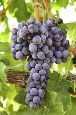 3communion6_JN